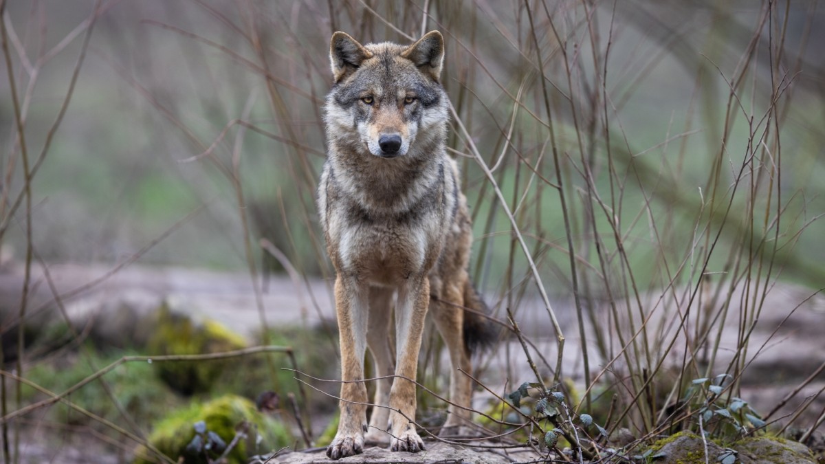 Surrounded by Wolves, Duck Hunter Kills One With a 12-Gauge