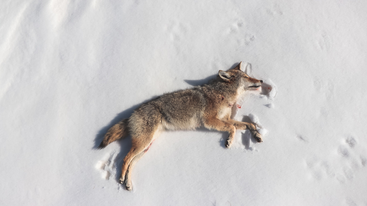 what dog hunts coyotes