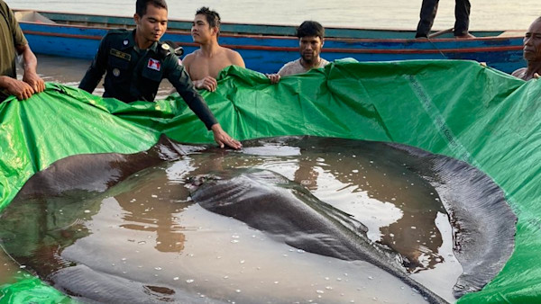 Video: Cambodia Anglers Catch Biggest Freshwater Fish of All Time