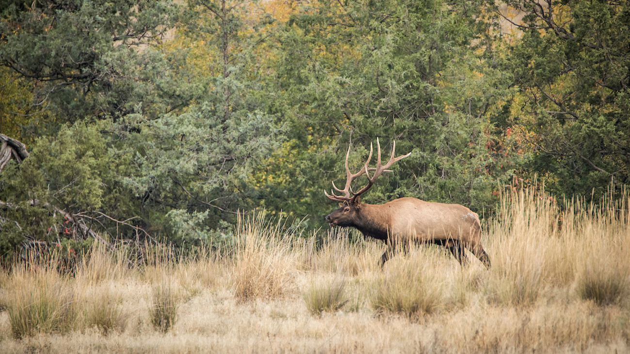 Ask MeatEater: When Should You Take Your First Elk Hunt?