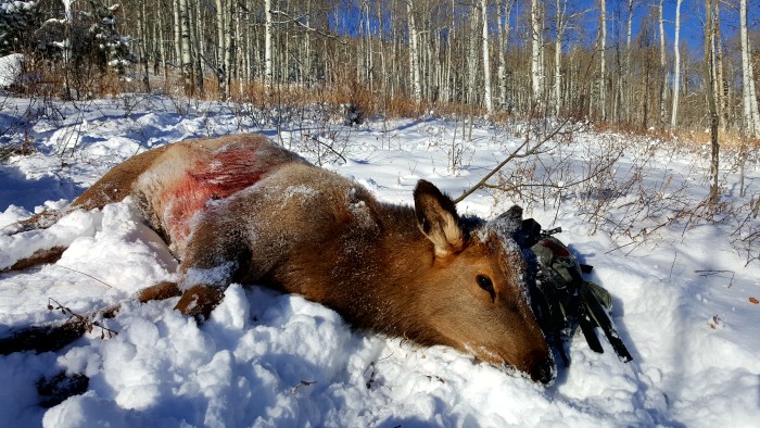 A cow elk lays in the snow, recently shot by author Brody Henderson. 