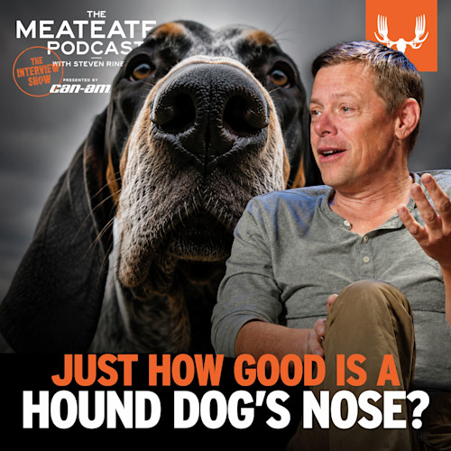 Close-up hound nose and man; text: THE MEATEATER PODCAST — JUST HOW GOOD IS A HOUND DOG'S NOSE?