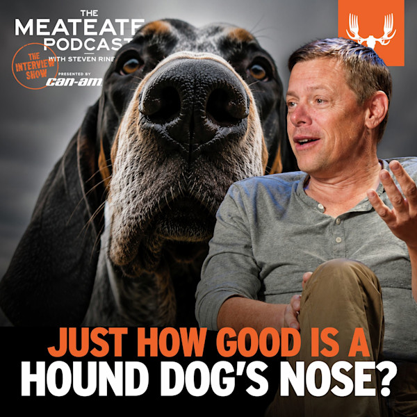 Close-up hound nose and man; text: THE MEATEATER PODCAST — JUST HOW GOOD IS A HOUND DOG'S NOSE?