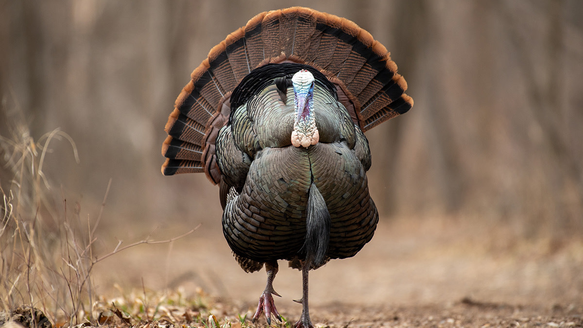 How to Pattern Turkeys with Trail Cameras