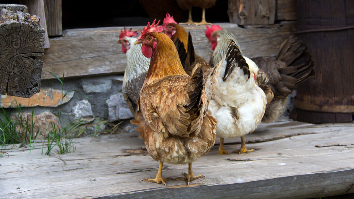 How to Turn Bird Manure into Garden Fertilizer