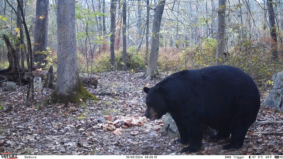 black bear trail cam