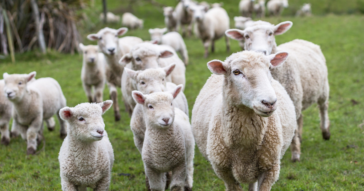 What You Need to Know About Raising Sheep | Wild + Whole