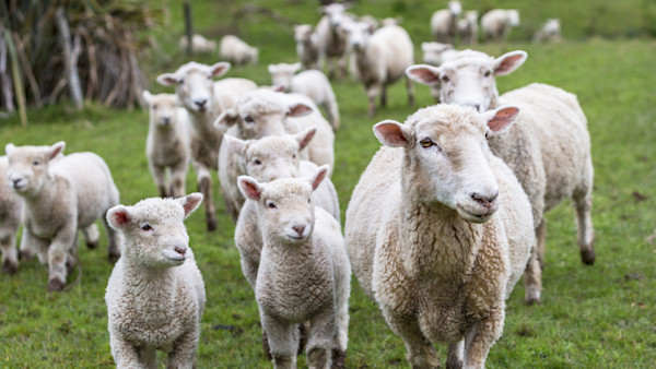 What You Need to Know About Raising Sheep