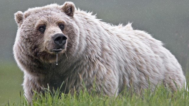 Woman Killed by Grizzly in City Limits