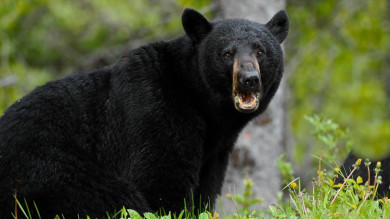 The 3 Phases of the Spring Bear Rut