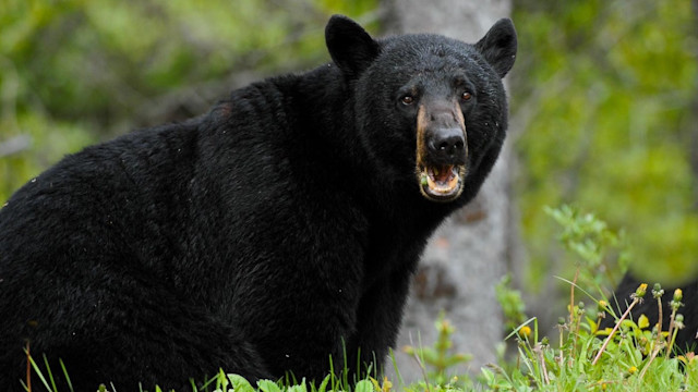 Springtime Bear Why We Love Spring Black Bear Hunting | MeatEater Hunting