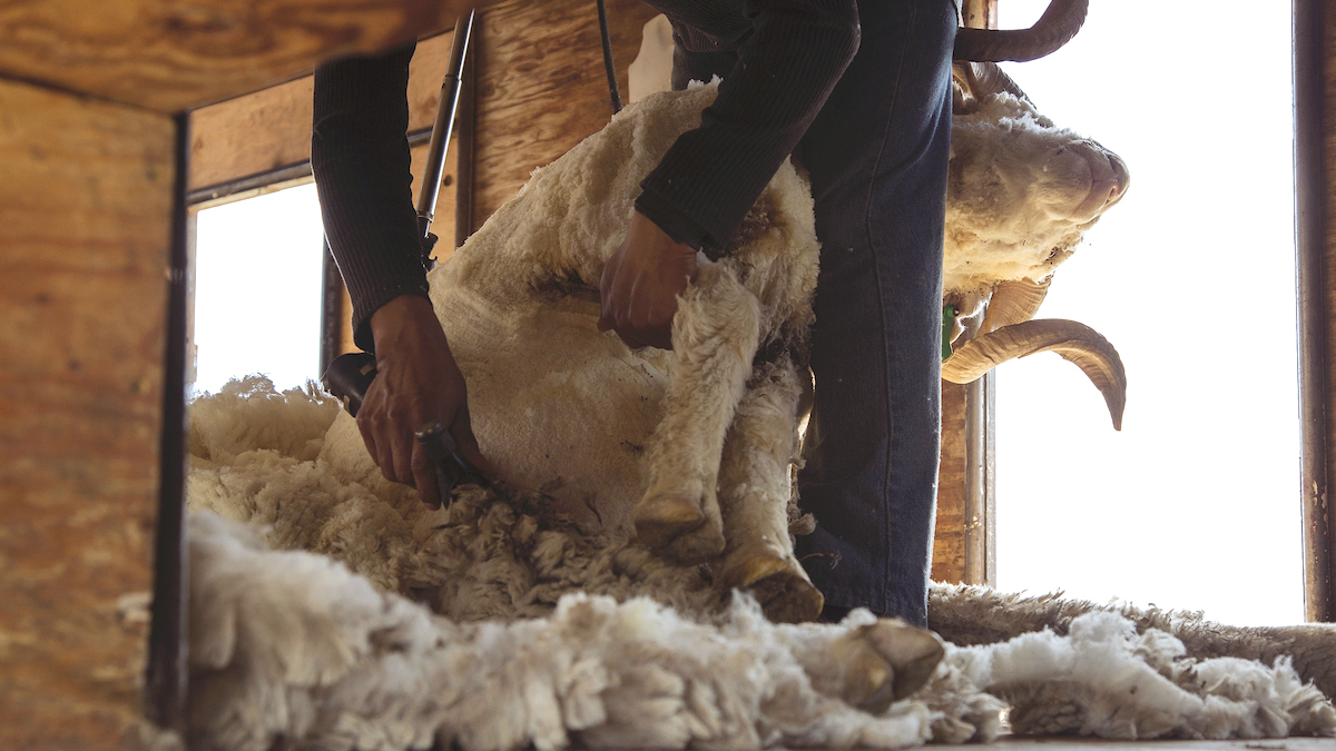 Uses For Sheep's Wool: A Beginner's Guide | Wild + Whole