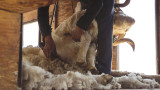Uses For Sheep’s Wool: A Beginner’s Guide