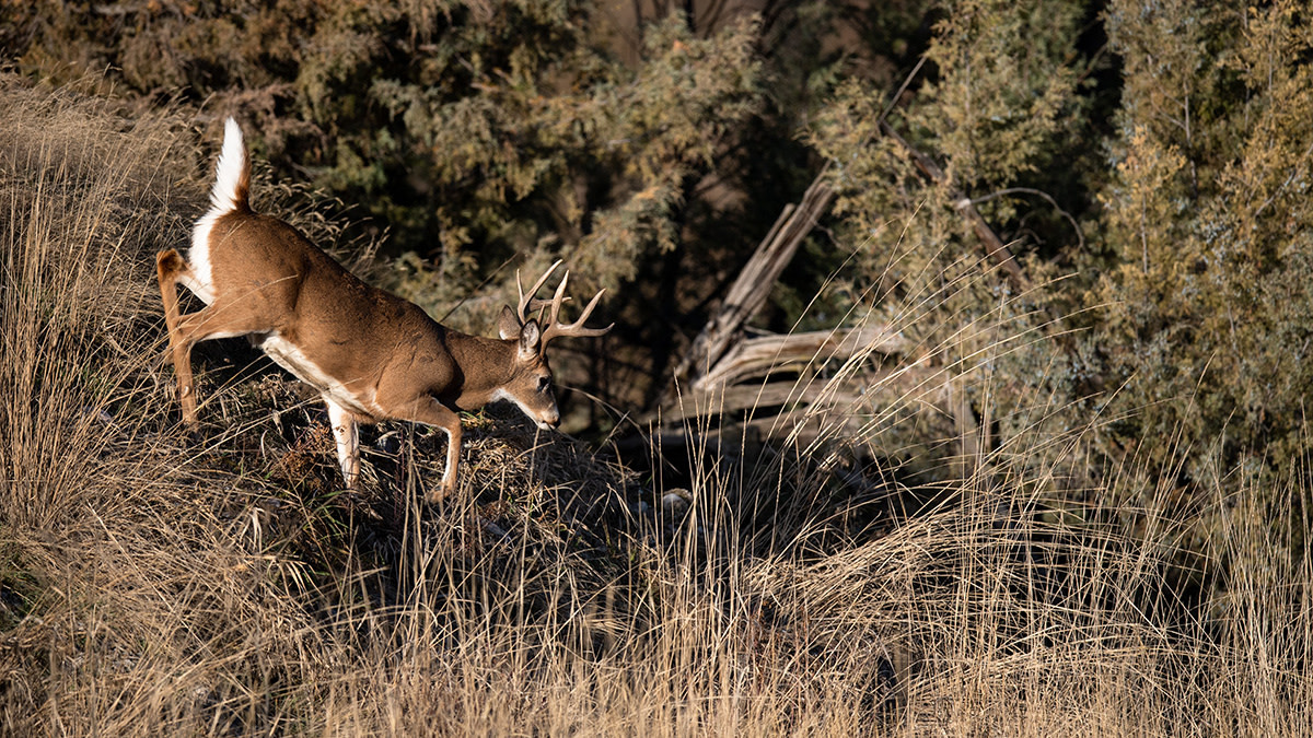 How to Scout Terrain Features for Whitetails