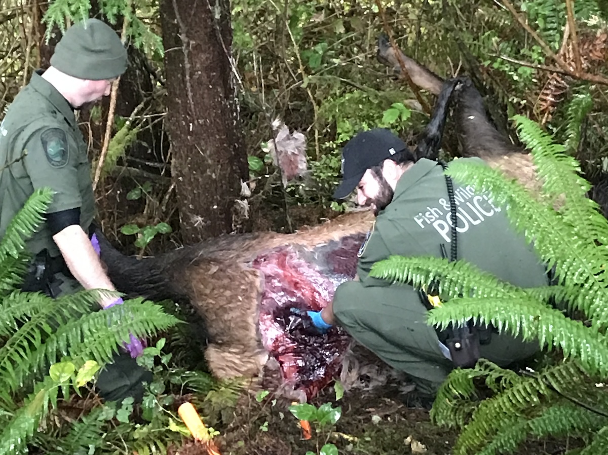 wildlife officers with poached elk