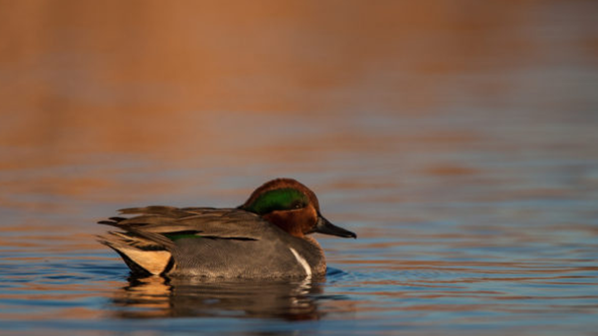 A Guide to Hunting Teal
