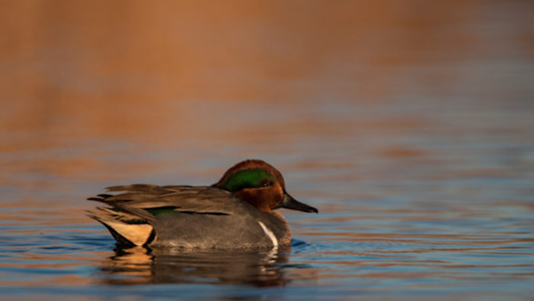 A Guide to Hunting Teal