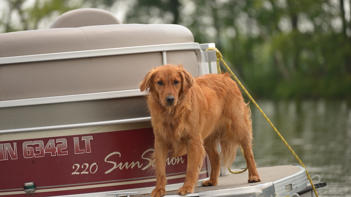 BoatDogs6