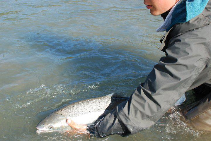 Spey Casting for Steelhead: What's In A Cast?