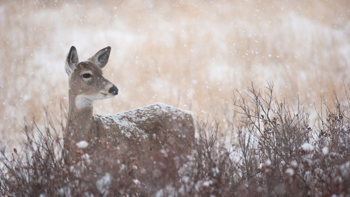 Ask Wired To Hunt: Should You Shoot Does After the Rut?