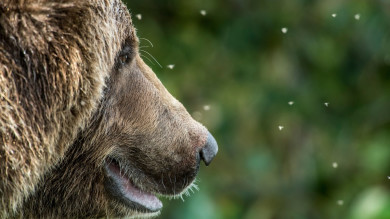 Does Your Dog’s Nose Work Better Than a Grizzly’s?