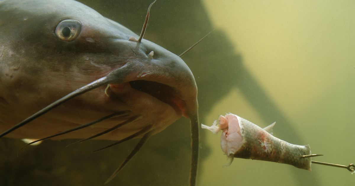 Can Catfish See at Night? Surprising Facts Revealed