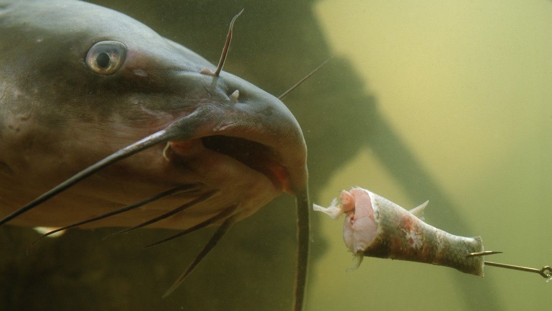 5 Winter Catfish Baits That Work - Game & Fish