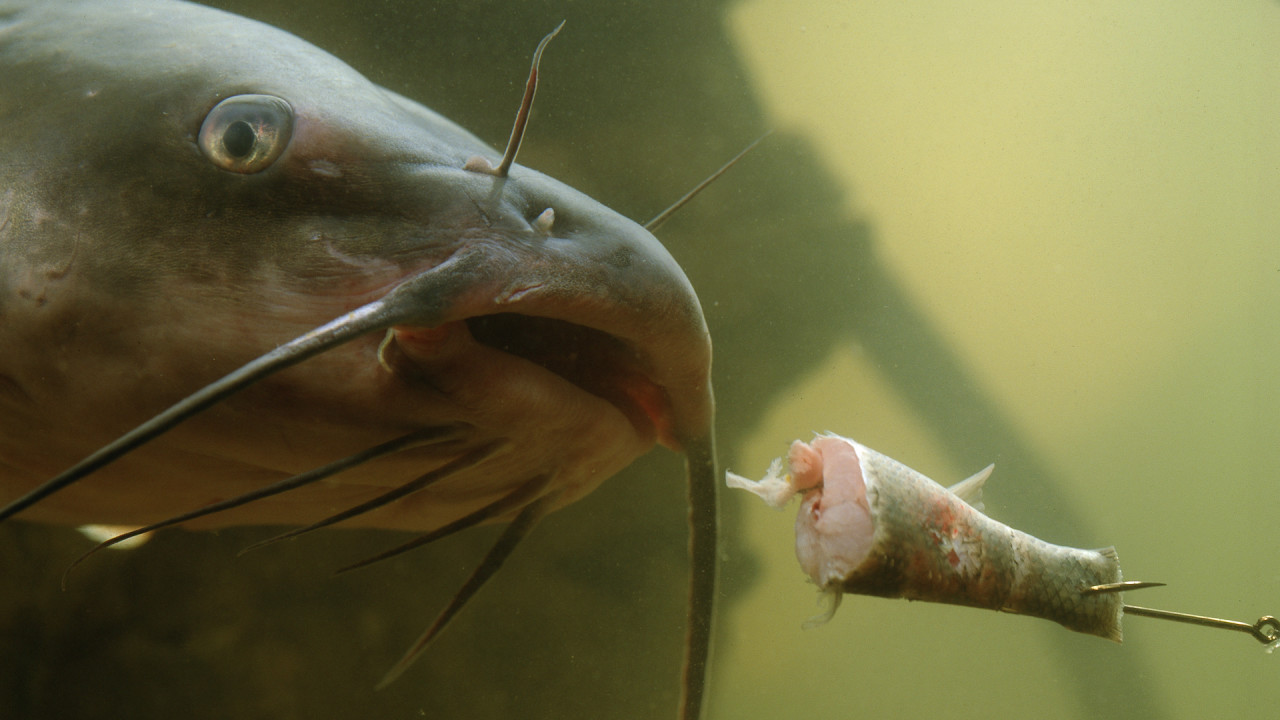 Catfish Tactics to help catch the bigger catfish from rivers