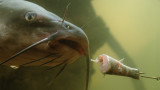 Video: How to Clean a Catfish