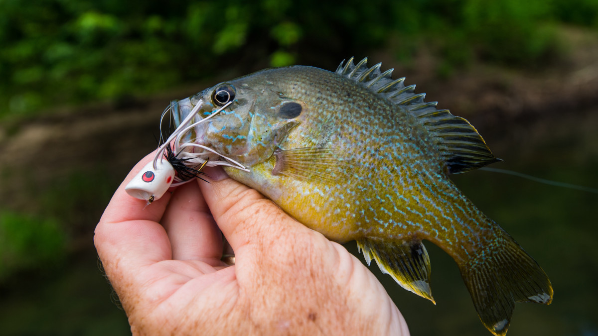 6 Fly Fishing Panfish Poppers Flies Bugs Pan fish Bluegill Bass Trout  Choose