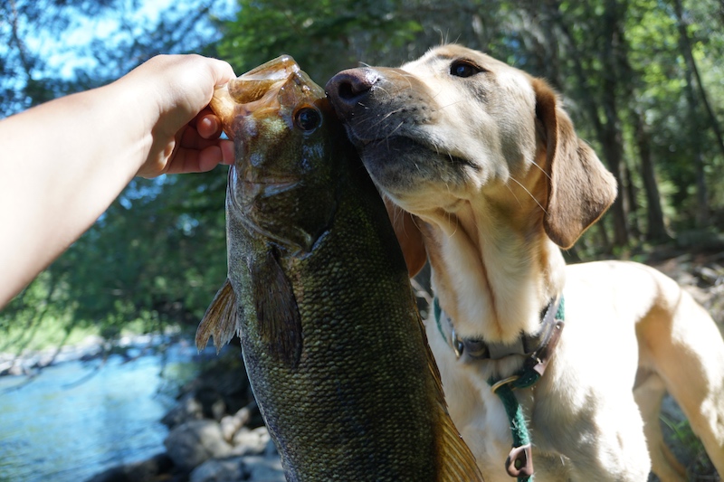 Fishing With Dog 