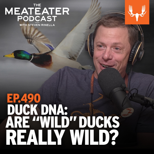 Ep. 490: Duck DNA: Are “Wild” Ducks Really Wild?