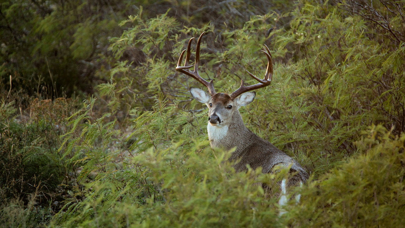Best Food Sources for Big Woods Whitetails