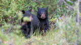 Mother-Son Duo Sentenced for Poaching Bear Cubs