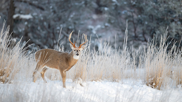 How to Arrow a Late-Season Buck 