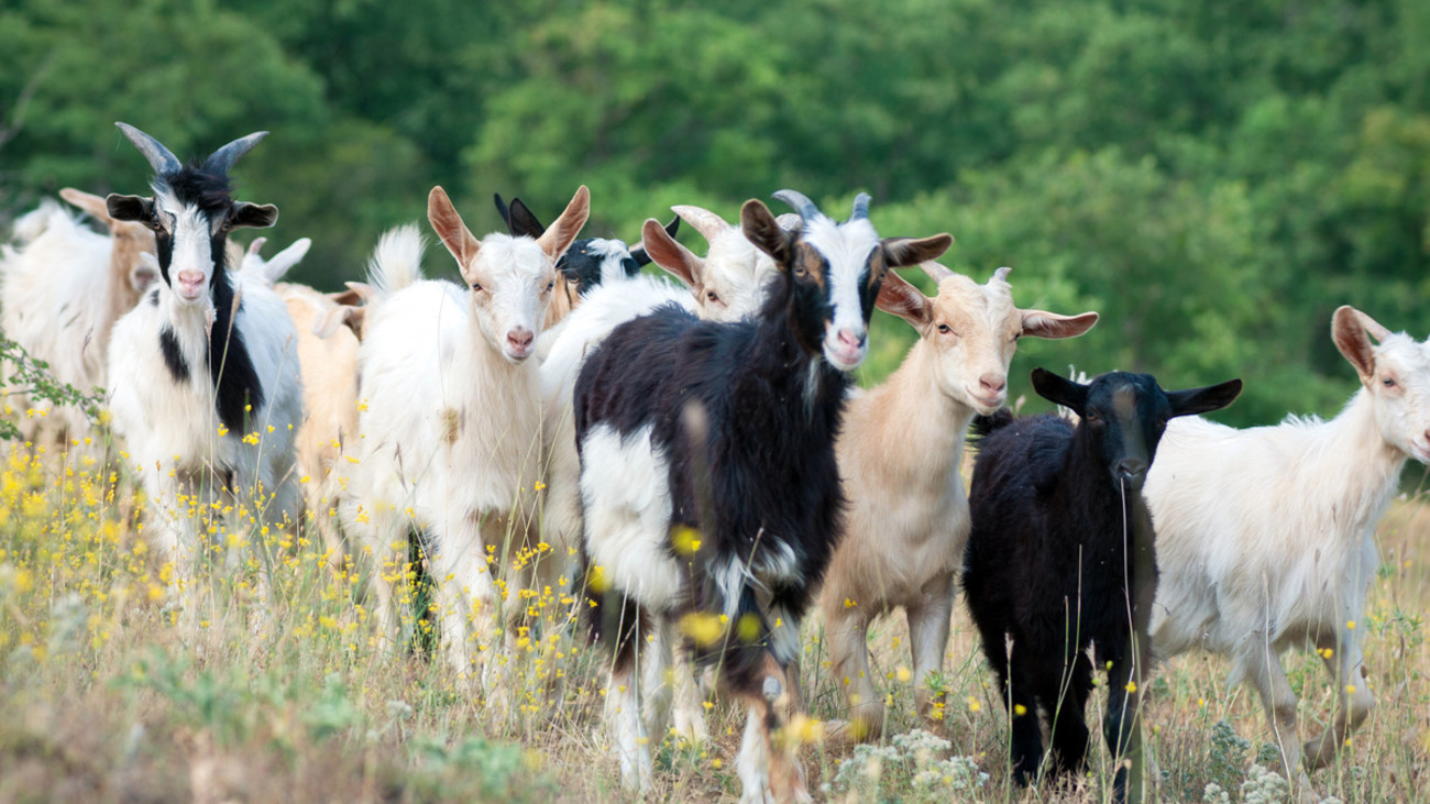 What Goat Breed is Right for Your Homestead? 