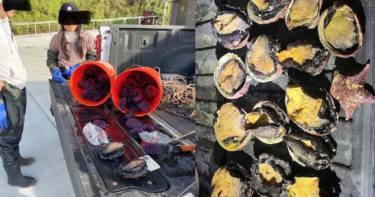 California Poacher Busted After Hiding Two Abalone…in Her Pants California Poacher Busted After Hiding Two Abalone…in Her Pants