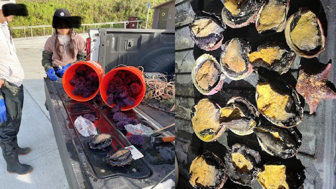 California Poacher Busted After Hiding Two Abalone…in Her Pants