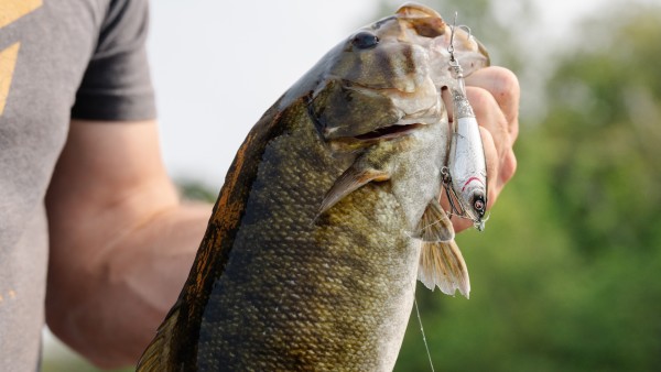 The Hardest Fighting Freshwater Fish in North America