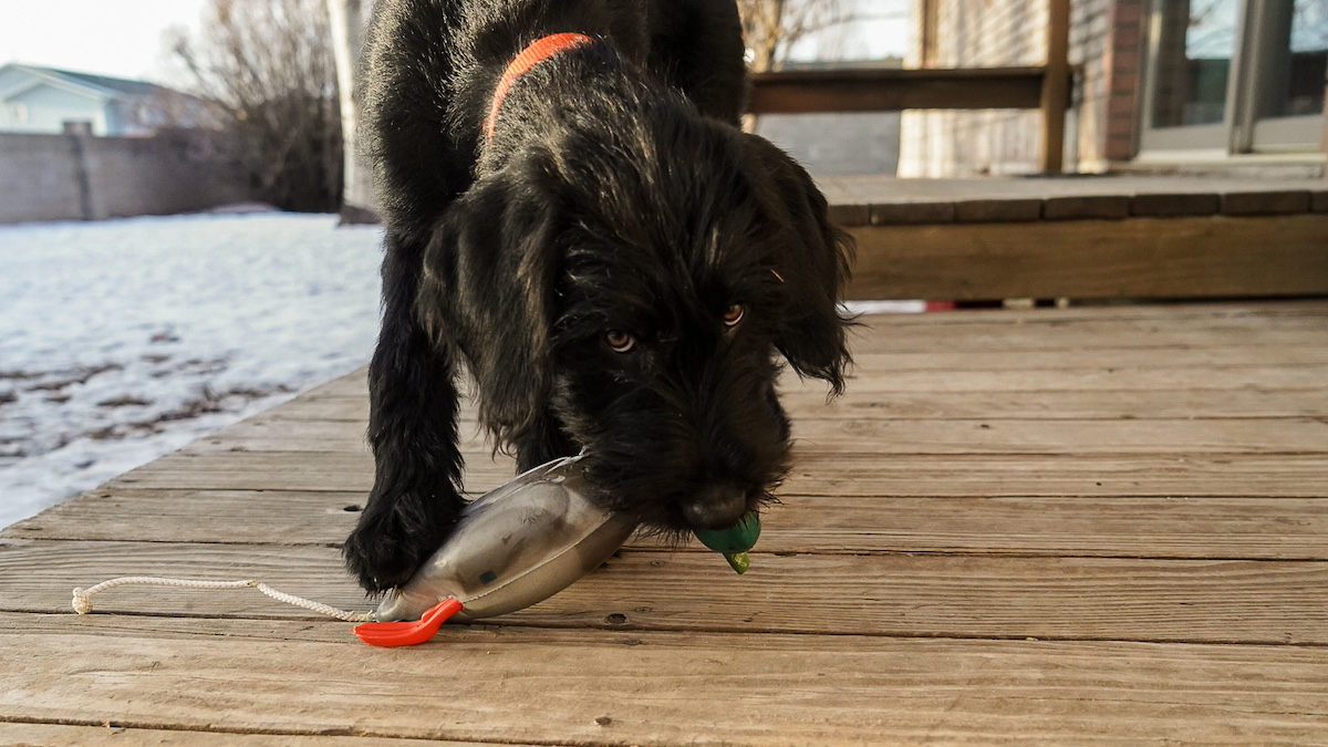 Bird dog outlet shoes