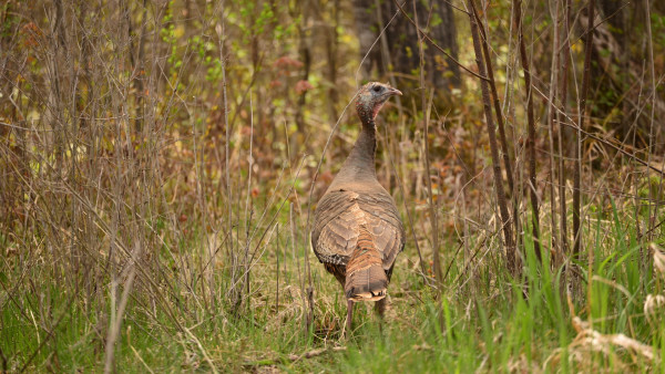 Turkey Vocalizations No One Cares About, But They Should