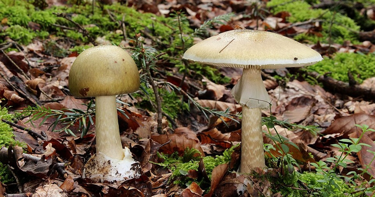 California Reports Unprecedented Outbreak of Wild Mushroom Poisonings California Reports Unprecedented Outbreak of Wild Mushroom Poisonings