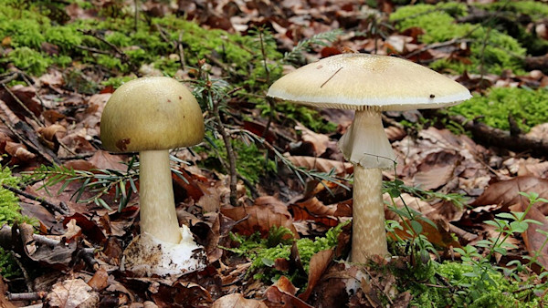 Grüne_Gift-Wulstling_Amanita_phalloides.jpg