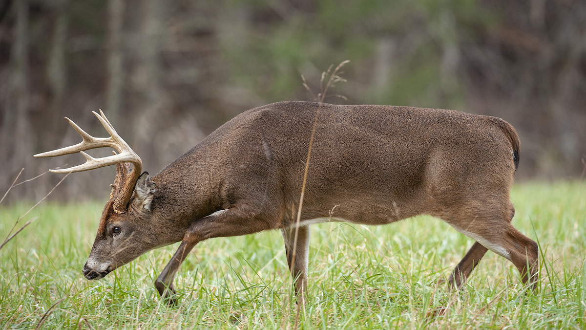 Corner-Cutting Winds: A Killer Way to Fool Big Bucks