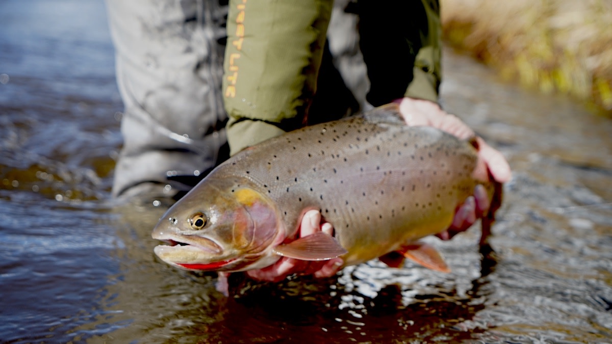 Clear Creek  Trouts Fly Fishing