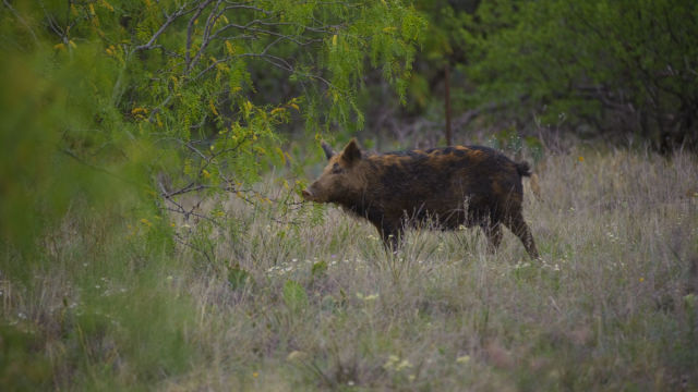 Texas Woman Killed by Feral Hogs