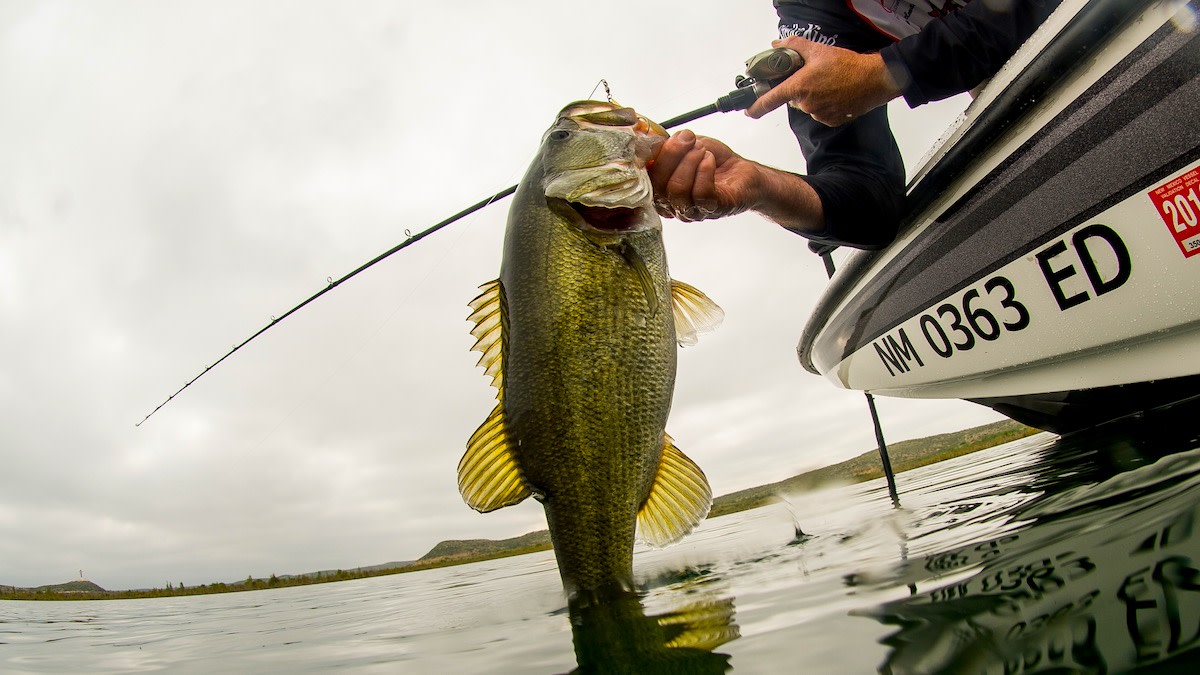 The Road to Going Pro! How to become a Professional Bass Angler