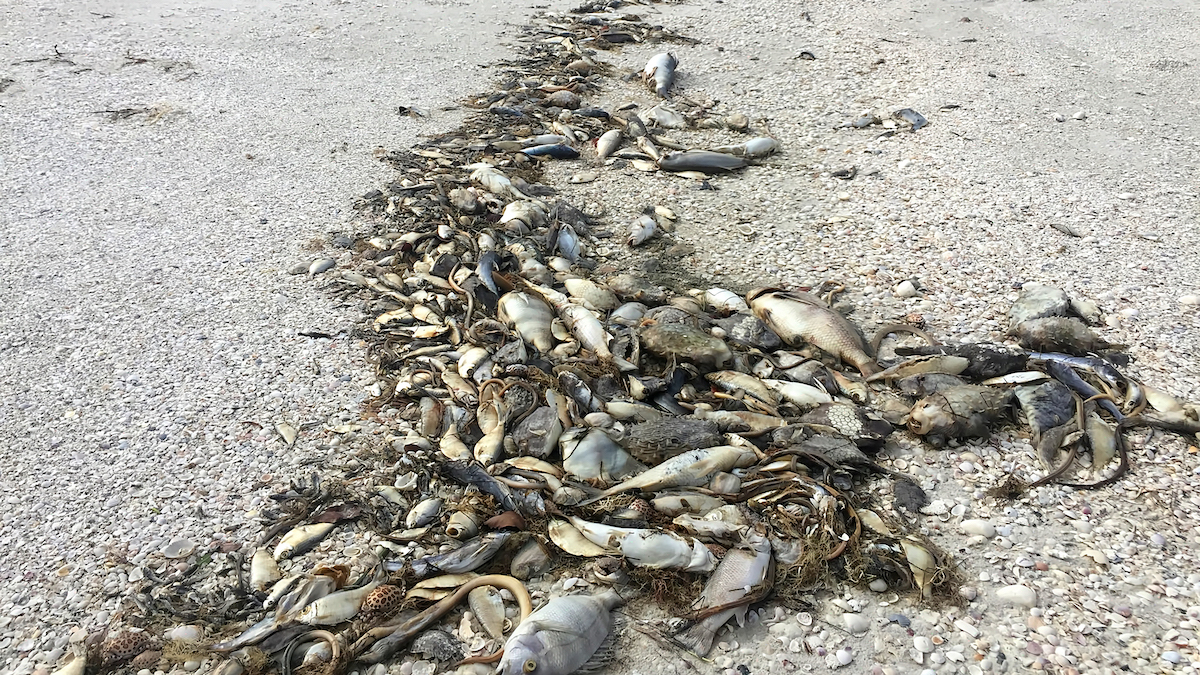 13 States Suffering Massive Fish Die-Offs