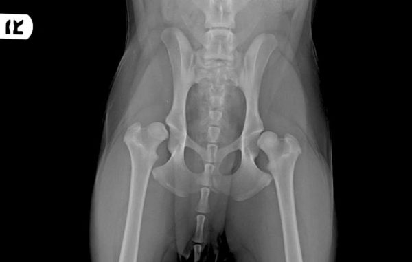 lab, hip dysplasia, ask a vet