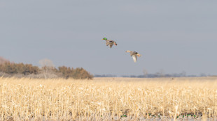 Are Flooded Cornfields Altering Duck Migrations?
